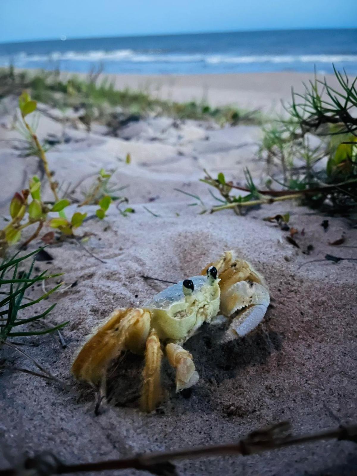 Franz Beach Нова-Вісоза Екстер'єр фото